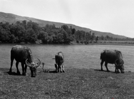 Water buffalo graze in China during WWII.  From the collection of Eugene T. Wozniak.