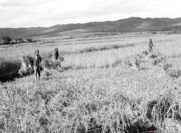 Local people in Yunnan, China: Farmers cut and bundle rice in preparation for threshing. During WWII.
