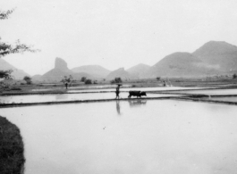 Farmer with buffalo in rice field in Guangxi, in southwest China.