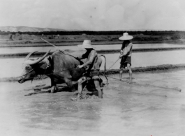 Rice farming in China, near Kunming. In the CBI.