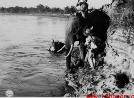 36th Division elephant urged into Shweli River, February 5, 1945.