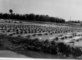 Rice straw, some of which will be used ofr basha roofs. India.