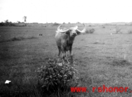 A cow in the CBI during WWII.