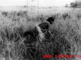 A woman working in a field in India during WWII.  Image from P. Noel.