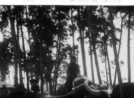 Water buffalo pulling cart near Kunming, China, 1944.