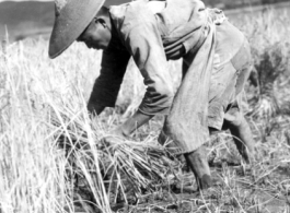 Rice harvest in Yangkai Valley, China 1944.