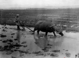 Farming in China. In the CBI.