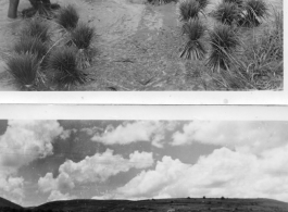 Farmer plants rice sprouts in Yunnan, China, during WWII.