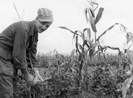 GI inspecting corn on the stalk in a planted area in Yunnan, China, during WWII.