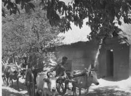 Man holding child (top), ox pulling cart (middle), and bustling market with produce (bottom).  Scenes in India witnessed by American GIs during WWII. For many Americans of that era, with their limited experience traveling, the everyday sights and sounds overseas were new, intriguing, and photo worthy.