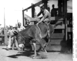 GI rides a jumping mule in a benefit rodeo for a leper hospital, Karachi, India, 1943.  Photo from William Bowman.