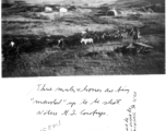 US mules and horses are being marched away to be shot by GI cowboys during WWII in the CBI. 1946. Remount Depot at Barapani, India  Photo from Ed Rock, Jr.
