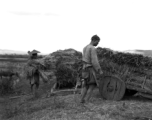 Farmers collect bundled rice stalks on wooden-wheeled carts in Yunnan Province, China, during WWII.