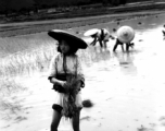 A Chinese girl working in the fields in the CBI, transplanting rice sprouts.