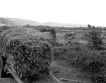 Local people in China: A farmer near Yangkai, Yunnan Province, China, loads rice straw onto carts. During WWII.