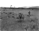 Farmers harvesting in Yangkai, Yunnan province, China. During WWII.