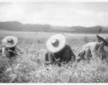 Chinese farmers working in the fields. During WWII in the CBI.