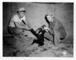 Engineers of the 797th Engineer Forestry Company pose with a sun bear (Helarctos malayanus), which they have presumably shot, in Burma.  During WWII.