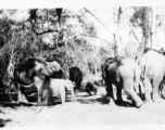 Local people in Burma near the 797th Engineer Forestry Company--domesticated elephants, assisting in logging in some cases.  During WWII.