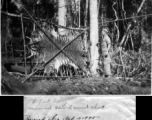 GI poses with tiger skin in Burma. Image received February 17, 1945.  Engineers of the 797th Engineer Forestry Company.  During WWII.