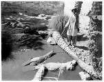 Man with crocodile in Burma or India.  Near the 797th Engineer Forestry Company.  During WWII.