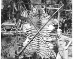 GI poses with tiger skin in Burma. Image received February 17, 1945.  Engineers of the 797th Engineer Forestry Company.  During WWII.