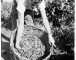 GI checks out basket of fresh-picked tea leaves in Burma.  During WWII.