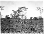 People harvesting tea.  Local people in Burma near the 797th Engineer Forestry Company.  During WWII.