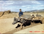 A farmer with his ox drawn cart, possibly at Yangkai base, Yunnan province, China, during WWII.