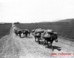 A mule train in Yunnan province, China.