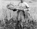 Local people in China: A farm worker bundles up rice stalks in preparation for threshing.  From the collection of Eugene T. Wozniak.