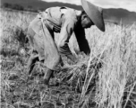 Local people in Yunnan, China: Farmers cut and bundle rice in preparation for threshing. During WWII.