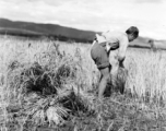 Local people in China: A man harvests rice during WWII.