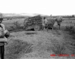 Local people in Yunnan, China: Harvesting rice on wooden-wheeled carts during WWII.