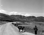 A mule train in Yunnan province, China.