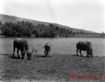 Water buffalo graze in China during WWII.  From the collection of Eugene T. Wozniak.