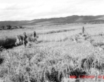 Local people in Yunnan, China: Farmers cut and bundle rice in preparation for threshing. During WWII.