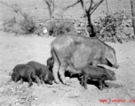 A large sow in China during WWII.