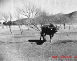 A water buffalo in China.