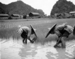 Planting rice in southwest China, with karst mountains in the background, near an American base. During WWII.