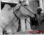 A man holds a cow, probably in India.