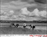 Chinese women working rice paddies near Kunming during WWII, 1945.