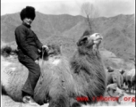 American soldier or special operative riding a camel in northern China during WWII.