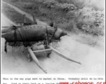 A pig trussed up and tied to a wheelbarrow, ready for market, in China during WWII.