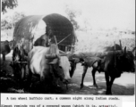 Buffalo cart in India. In the CBI during WWII.  Photo by Jesse D. Newman, by 988th Signal Service Battalion.