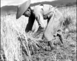 Rice harvest in Yangkai Valley, China 1944.